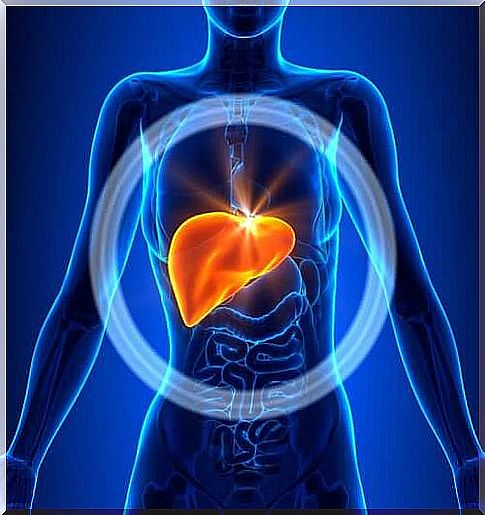 The liver is the organ responsible for carrying out the body's clearance functions.