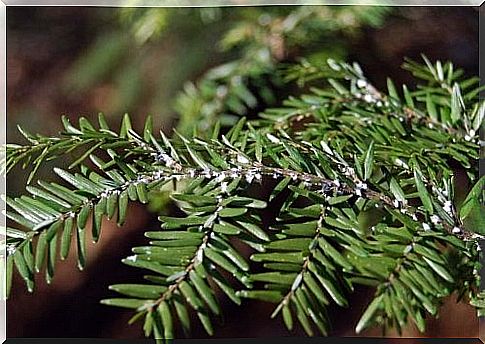 Eliminate white flies from plants with vinegar