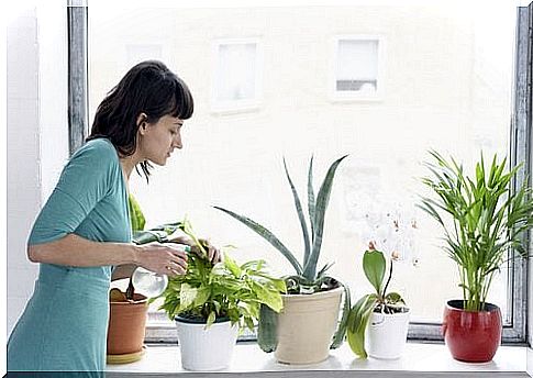 Woman fighting white flies from indoor plants.