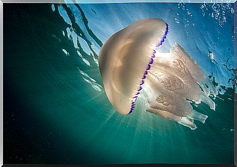 Jellyfish