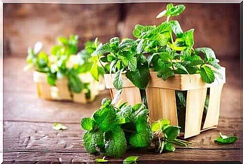 Mint to fight gallstones