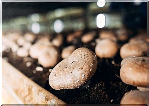 Learn to Grow Champignon Mushrooms at Home