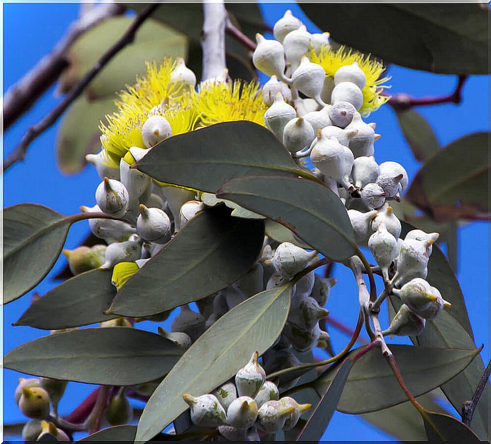 Eucalyptus to prepare a homemade anti-mosquito lotion