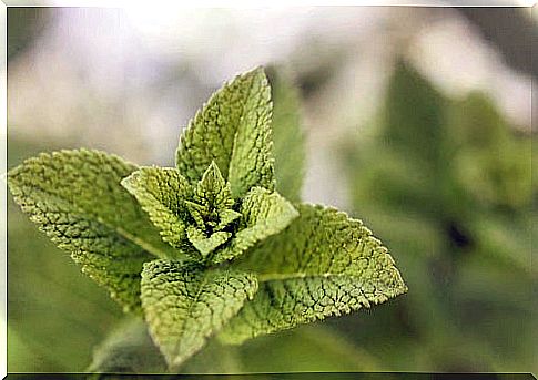 Mint to cure worms