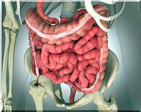 bowel physiology