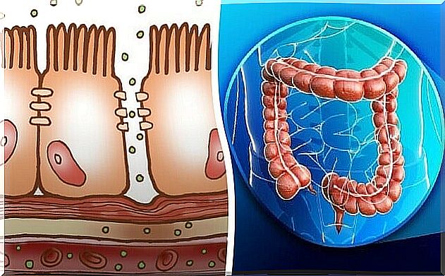 Physiology of the Large Intestine