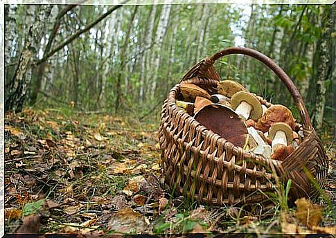 wild mushrooms