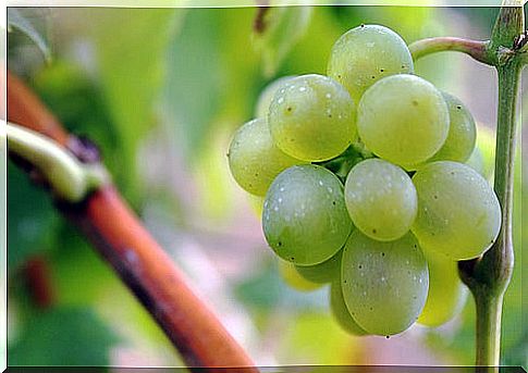 Grape helps stomach acidity