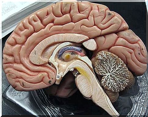 brain cut in half